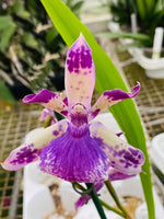 Carica l&#39;immagine nel visualizzatore Galleria, Zygopetalum Rhein &#39;Blue Angel&#39;
