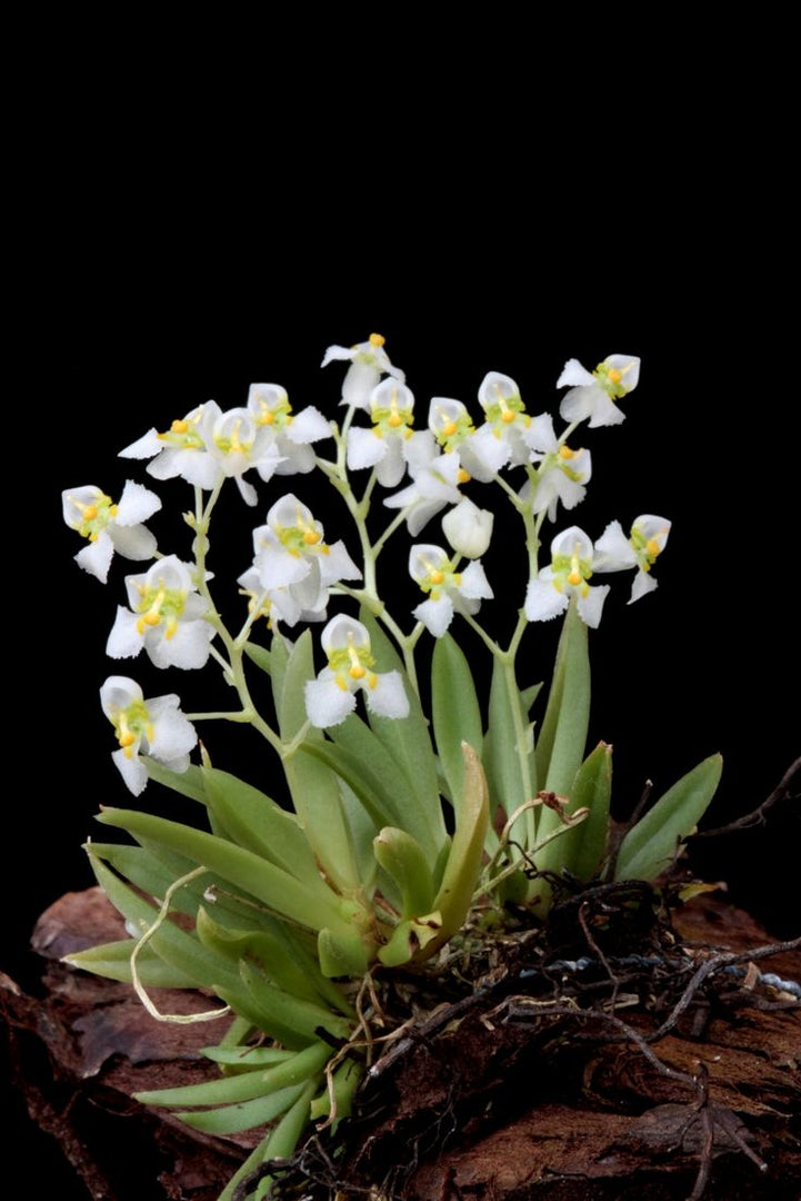 Zygostates alleniana