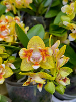 Carica l'immagine nel visualizzatore Galleria, Phalaenopsis Anmio Yellow Bat 'AN-6605'