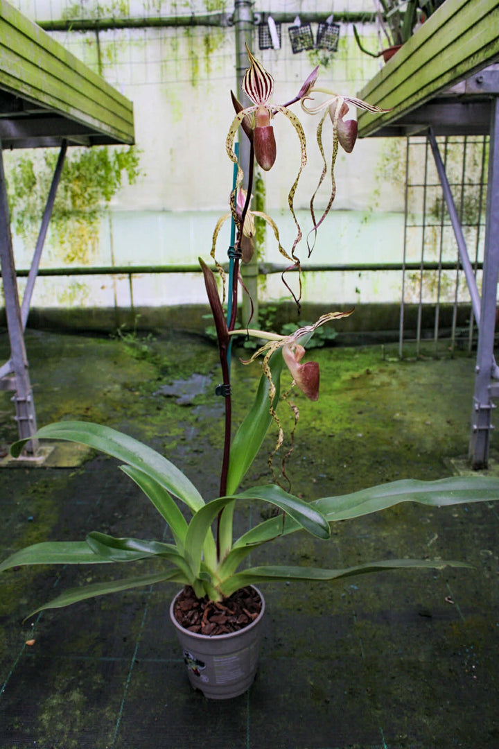Paphiopedilum Winter Pearl (Magic Lantern xemernii var. huonglanae)