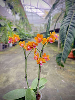 Load image into Gallery viewer, Phalaenopsis Soleil
