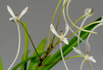 Carica l'immagine nel visualizzatore Galleria, Neofinetia falcata ‘Yatsuhusa’ 八房