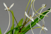 Neofinetia falcata ‘Yatsuhusa’ 八房