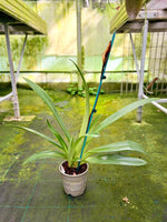 Carica l'immagine nel visualizzatore Galleria, Paphiopedilum rothschildianum 'Out Touch' × Johanna Burkhardt 'Sam's Choice' FCC/AOS - Orchid Inn, Ltd.