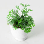 Load image into Gallery viewer, Actiniopteris australis (felce ciglia)