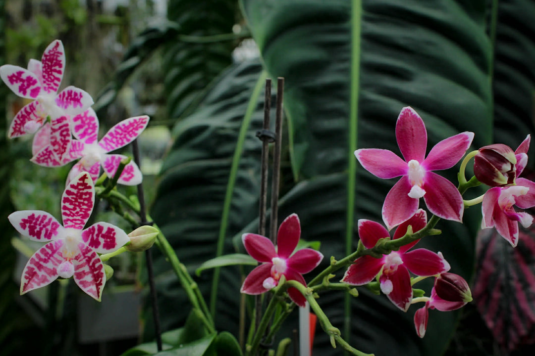 Phalaenopsis Double Shot ((amabilis x tetraspis #C1) x tetraspis #C1)