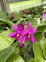 Carica l'immagine nel visualizzatore Galleria, Phalaenopsis KS Blue Star x Phalaenopsis Samera blue