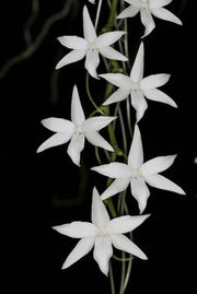 Aerangis articulata