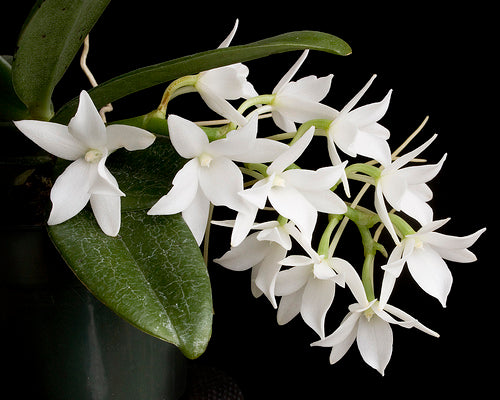 Aerangis articulata x fastuosa