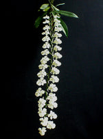 Carica l&#39;immagine nel visualizzatore Galleria, Aerangis citrata
