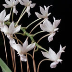 Carica l&#39;immagine nel visualizzatore Galleria, Aerangis ellisii
