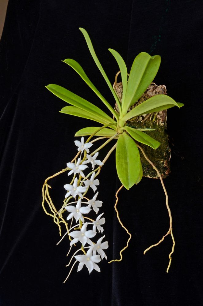Aerangis modesta