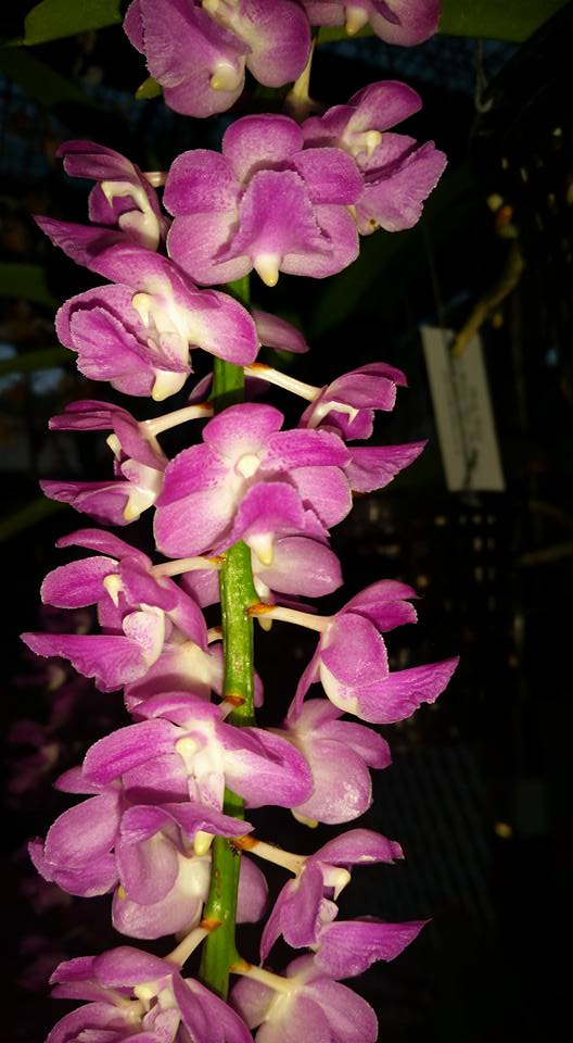 Aerides bangkok super size