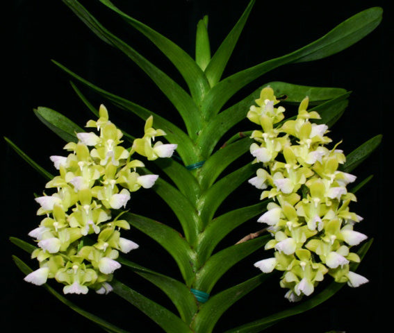 Aerides houlletiana var. alba
