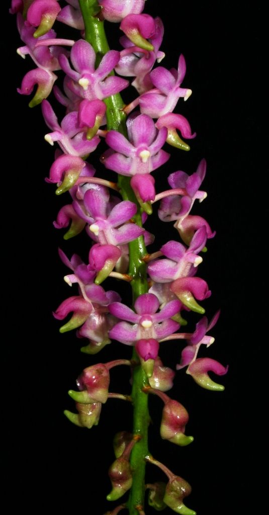 Aerides jarckiana