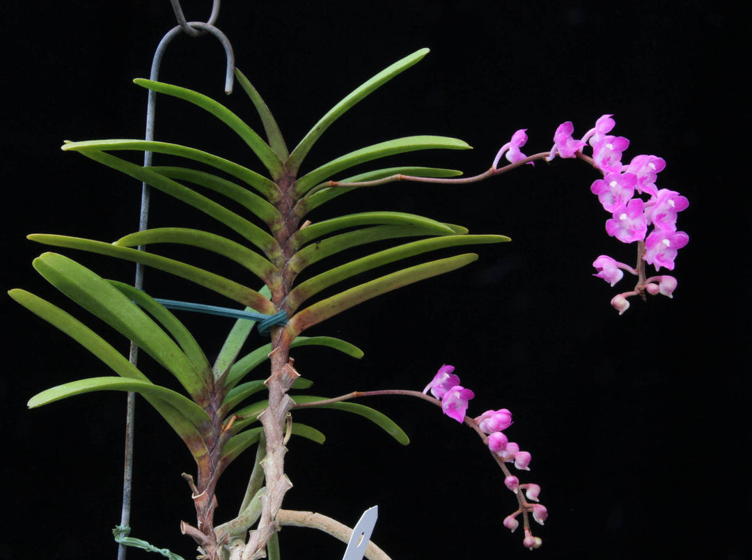 Aerides krabiensis