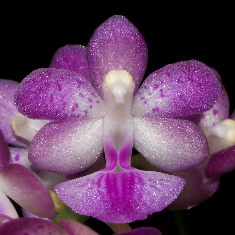 Aerides krabiensis