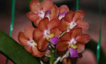 Carica l&#39;immagine nel visualizzatore Galleria, Aerides Bangkok Sunset x Ascda Wilas (Pink clone)

