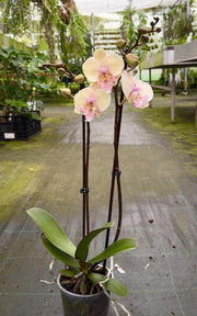 Phalaenopsis Pure Kizz - Big Lip