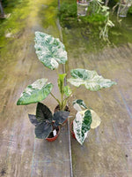 Carica l&#39;immagine nel visualizzatore Galleria, OFFERTA ALOCASIA
