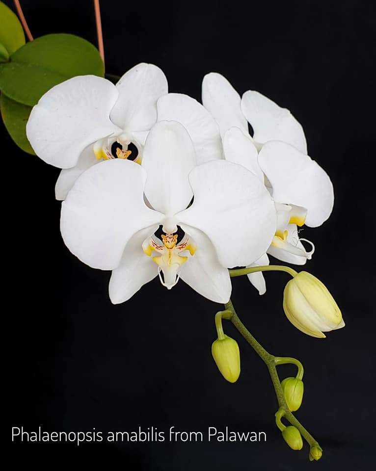 Phalaenopsis amabilis 'Palawan'