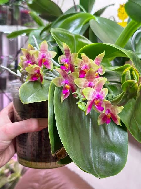 Phalaenopsis Guadalupe Pineda (amboinensis x bellina)