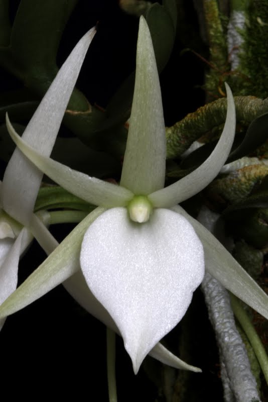 Angraecum didieri