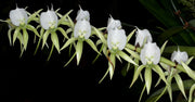 Angraecum eburneum