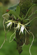 Carica l&#39;immagine nel visualizzatore Galleria, Angraecum elephantinum
