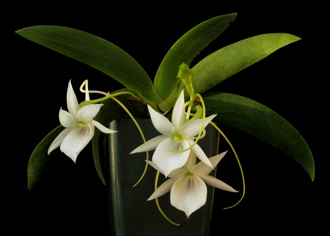 Angraecum leonis