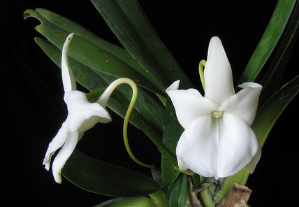 Angraecum magdalenae