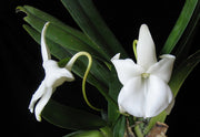 Angraecum magdalenae