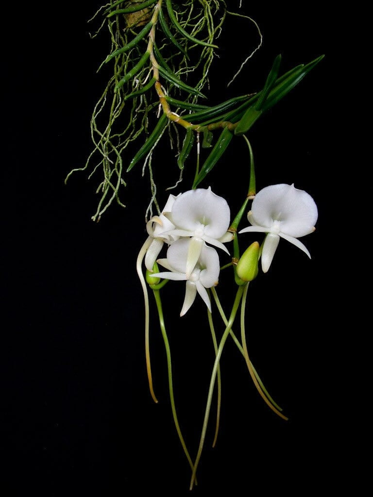 Angraecum scottianum