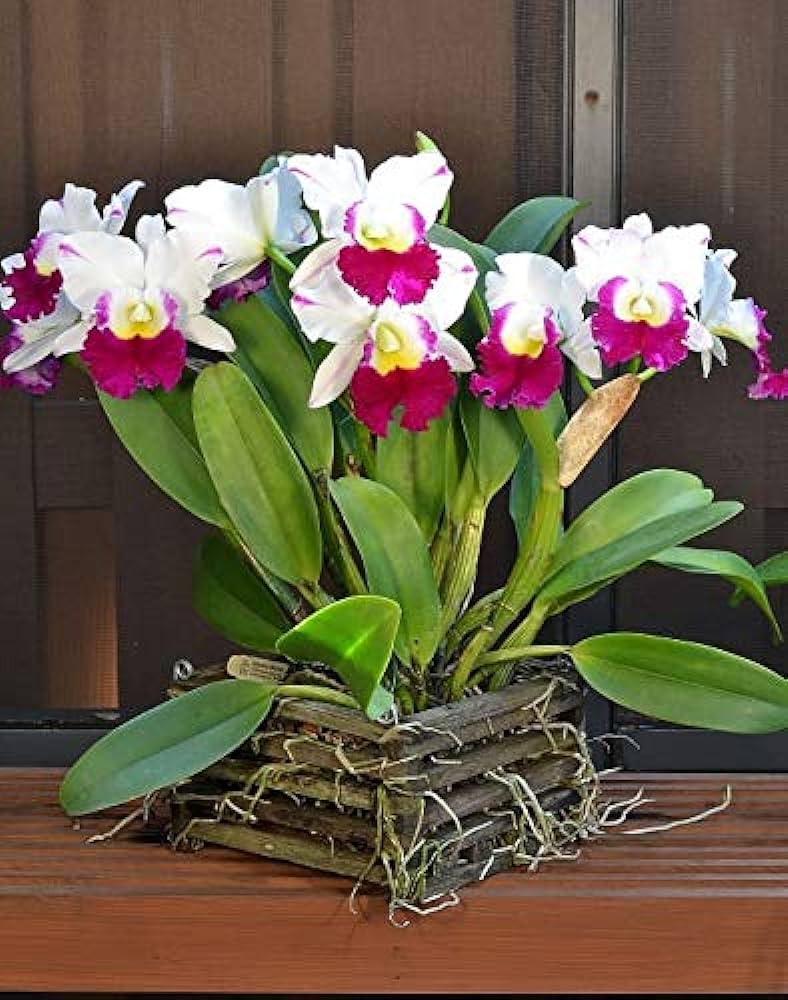 Rhyncholaeliocattleya Memoria Anna Balmores (C. Mem. Robert Strait × Rlc. Good News)