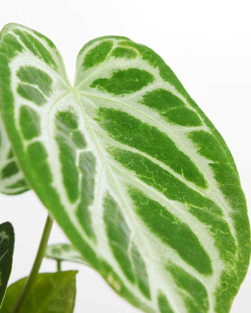 Anthurium crystallinum 'silver blush'