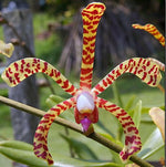 Load image into Gallery viewer, Arachnis Maggie Oei (variegated)