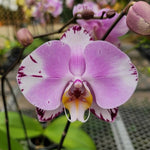 Carica l&#39;immagine nel visualizzatore Galleria, Phalaenopsis Art Nouveau
