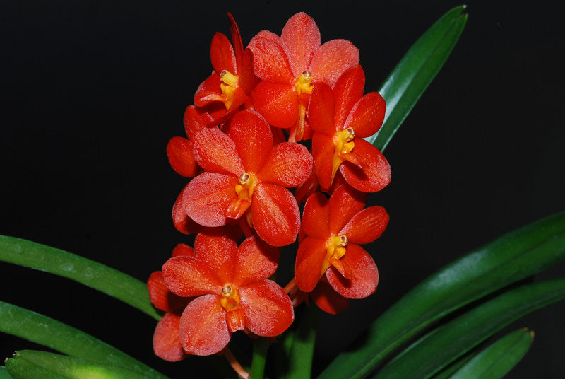 Ascocenda Sagarik (V. sanderiana x Asco. Miniatum)