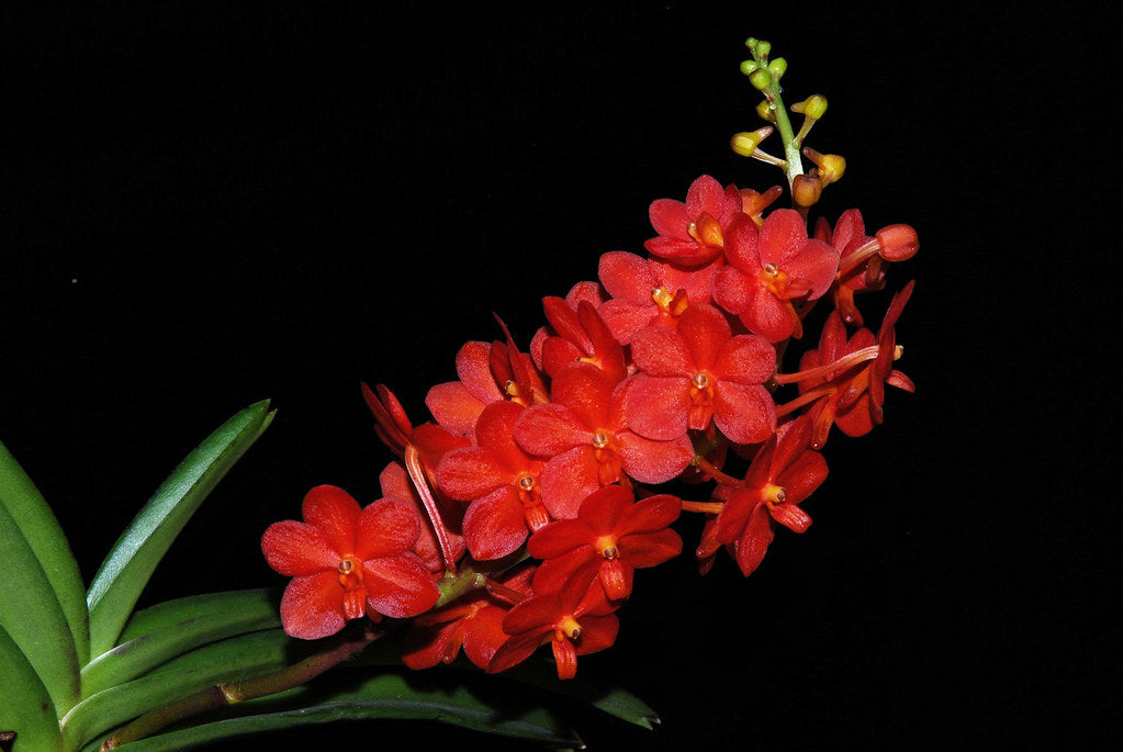 Ascocenda Sagarik (V. sanderiana x Asco. Miniatum)