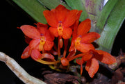 Ascocentrum ampullaceum var. aurantiacum