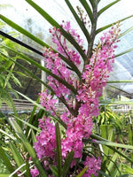 Carica l&#39;immagine nel visualizzatore Galleria, Ascocentrum ampullaceum x Vanda christensoniana
