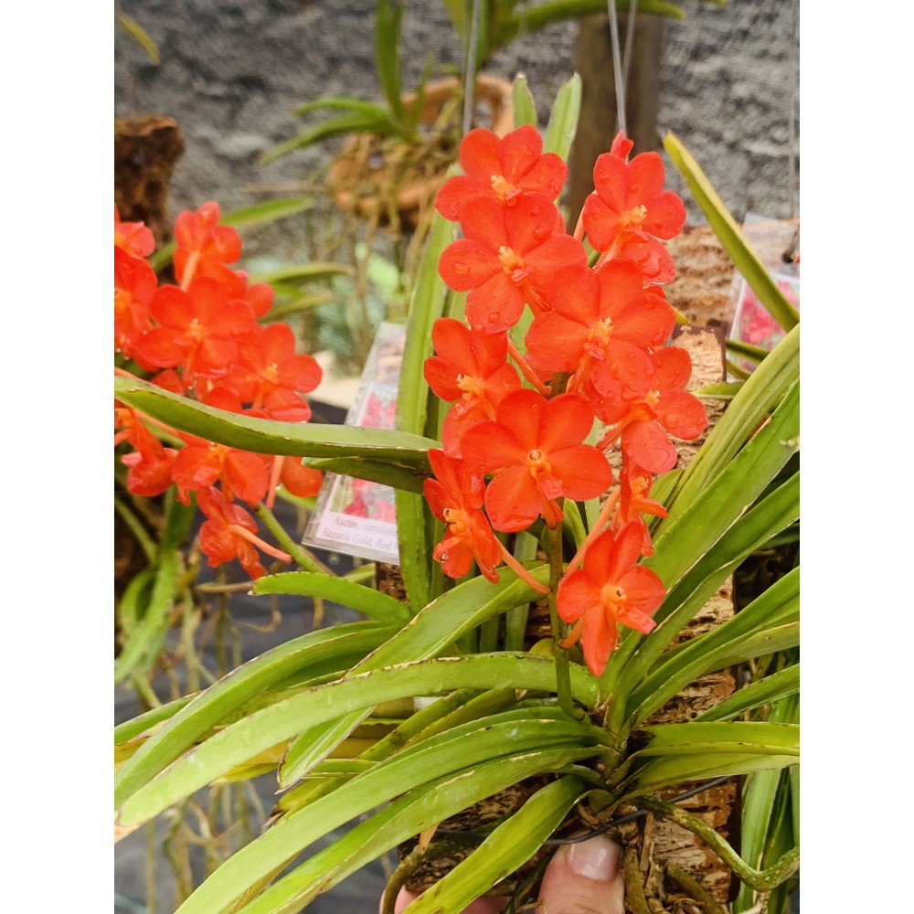 Ascocentrum curvifolium x Ascocenda Sagarik