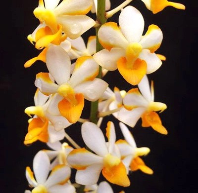 Vandaenopsis pulcherrimin (Ascocentrum miniatum x Phalaenopsis pulcherrima)