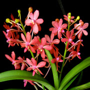 Ascofinetia Peaches (Neofinetia falcata x Ascocentrum curvifolium)