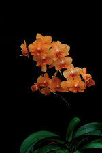 Carica l&#39;immagine nel visualizzatore Galleria, Asconopsis Irene Dobkin &#39;Elmhurst&#39; HCC/AOS
