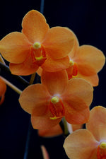 Carica l&#39;immagine nel visualizzatore Galleria, Asconopsis Irene Dobkin &#39;Elmhurst&#39; HCC/AOS
