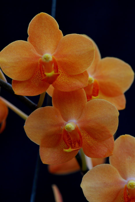 Asconopsis Irene Dobkin 'Elmhurst' HCC/AOS