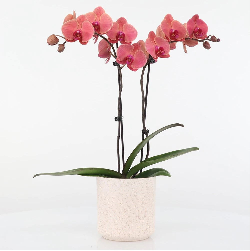 Phalaenopsis Asian Coral