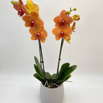 Carica l&#39;immagine nel visualizzatore Galleria, Phalaenopsis Asian Sun
