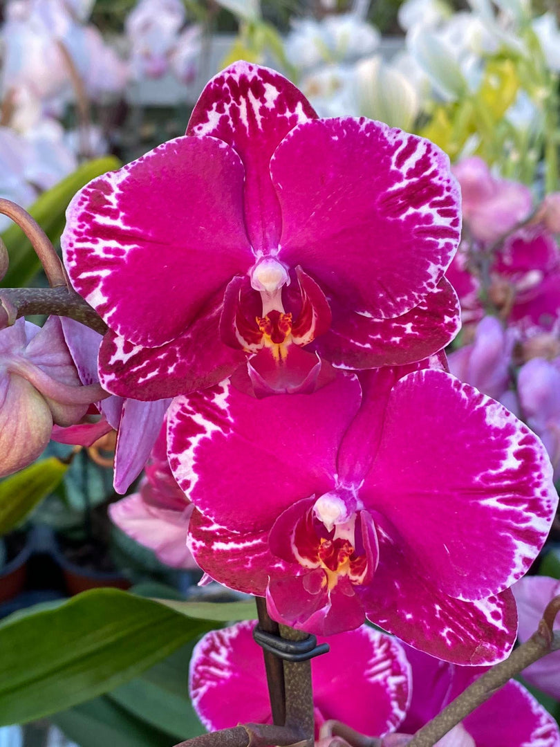 Phalaenopsis Asian Violin